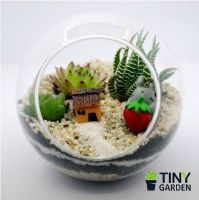 Tìm hiểu về tiểu cảnh sen đá và tiểu cảnh sen đá Terrarium – thú chơi mới đang đổ bộ vào Việt Nam